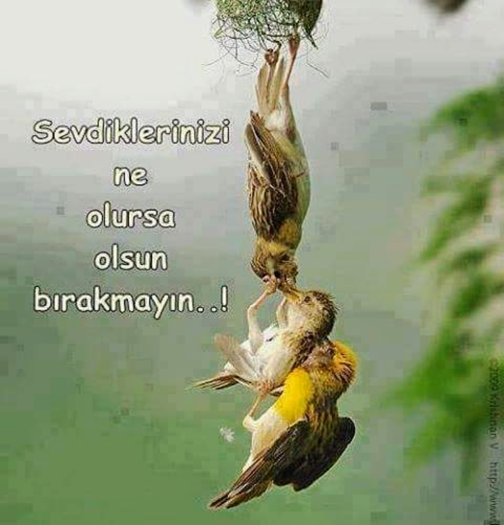 Burak