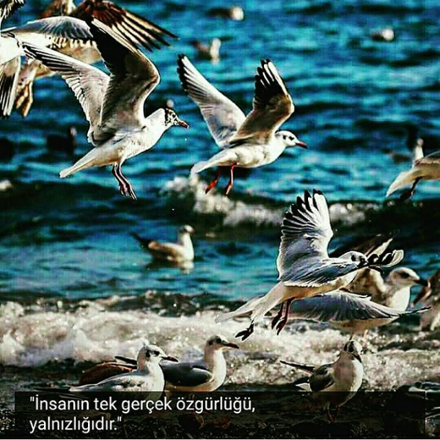 Araf