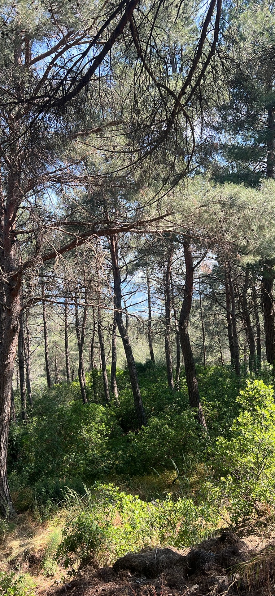 Yılmaz