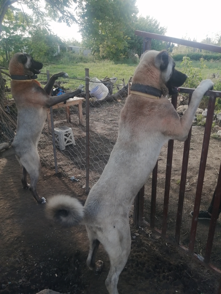 Gonca