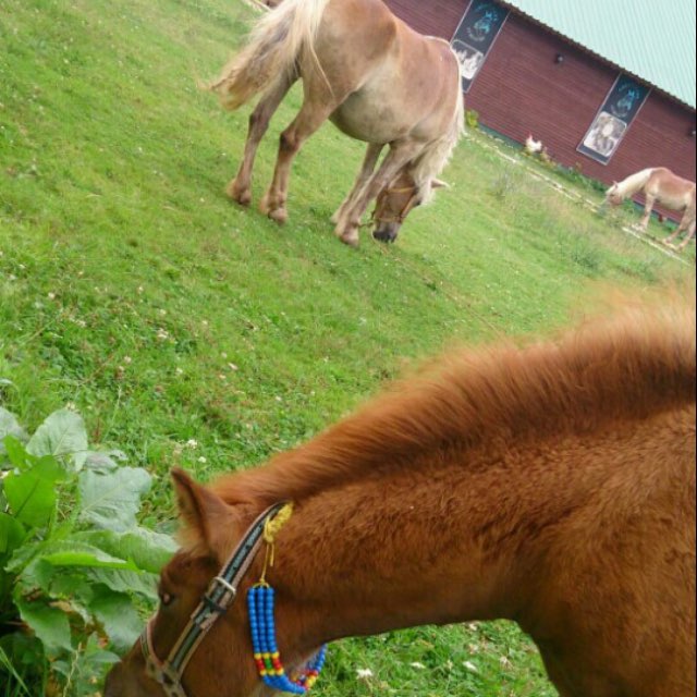 Tarba