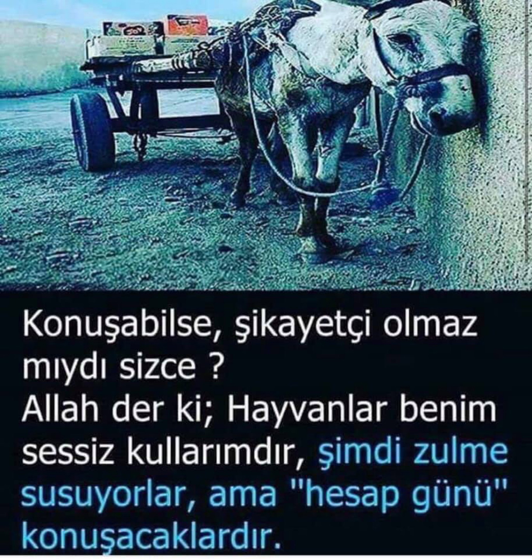 Yavuz
