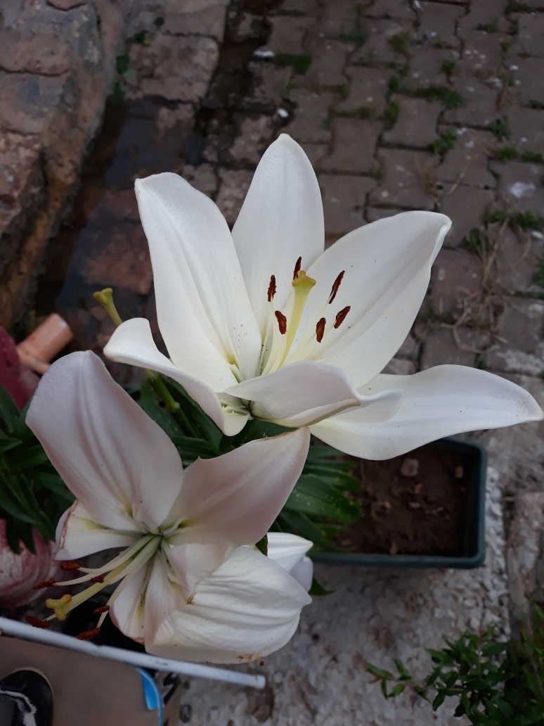 Gezmiş