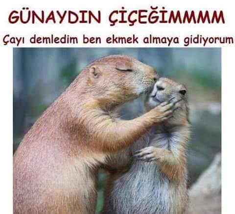 Serdar