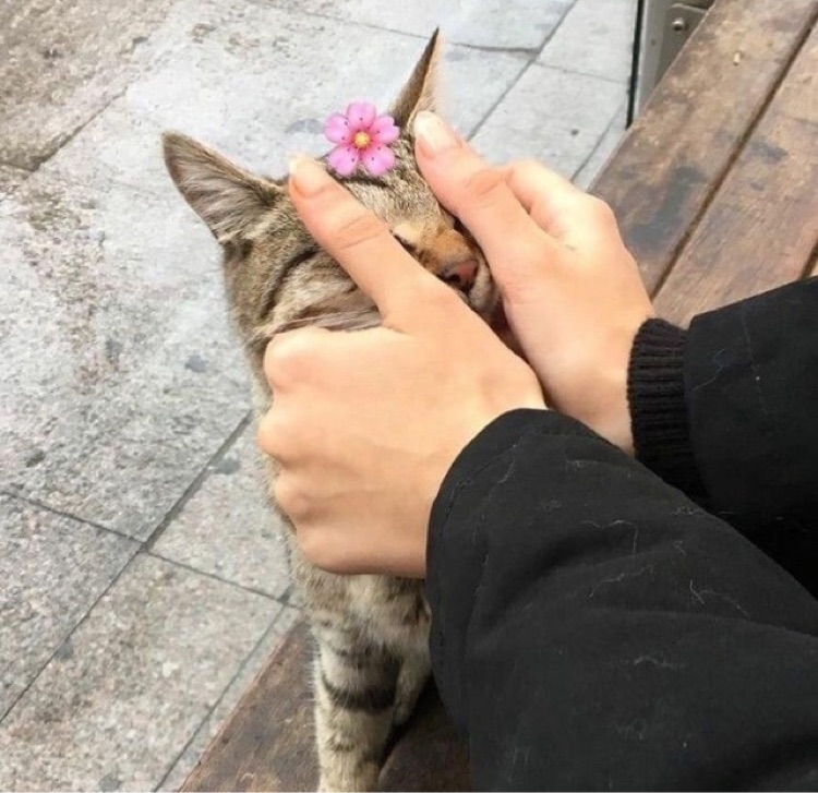 Yaprak
