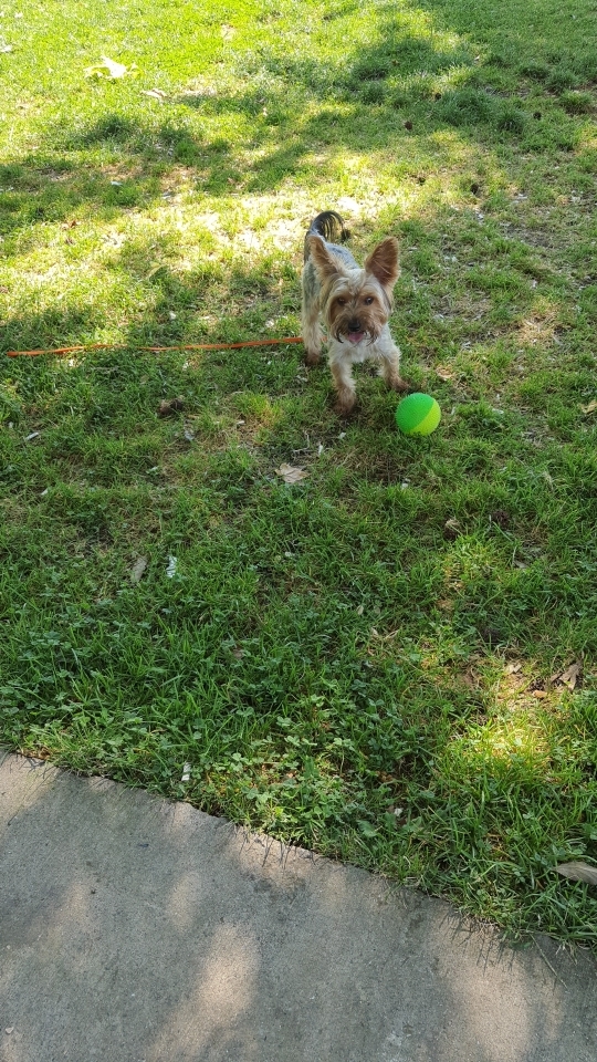 Gonca