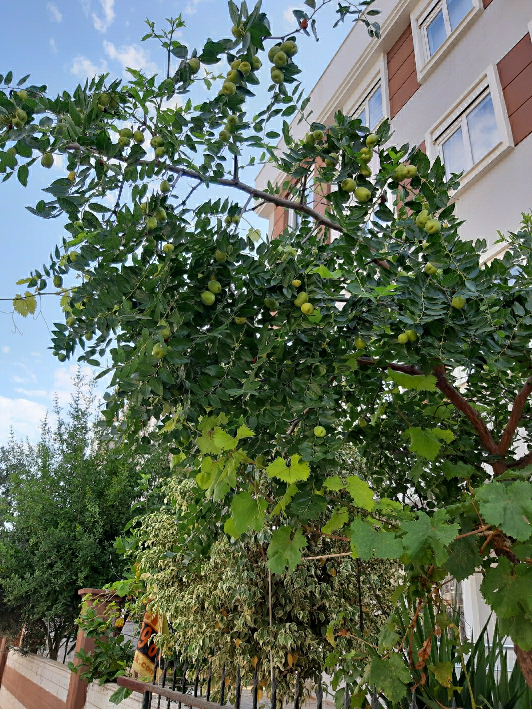 Süleyman