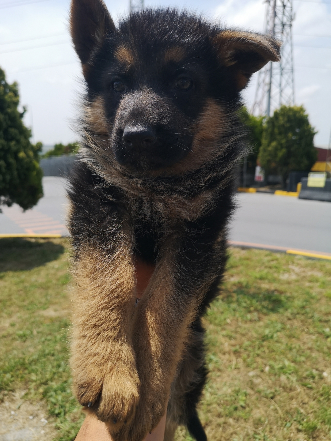 Erol