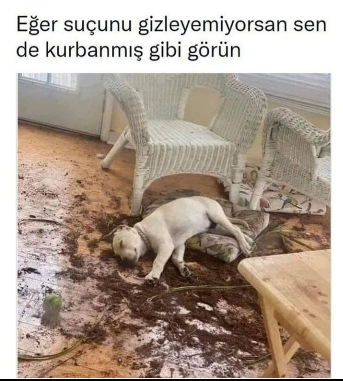 Fi