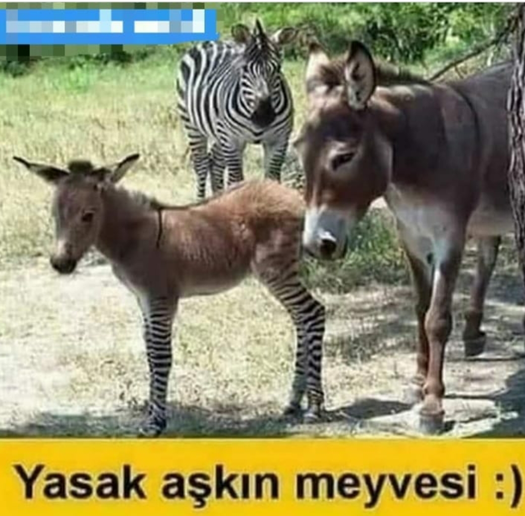 Serdar