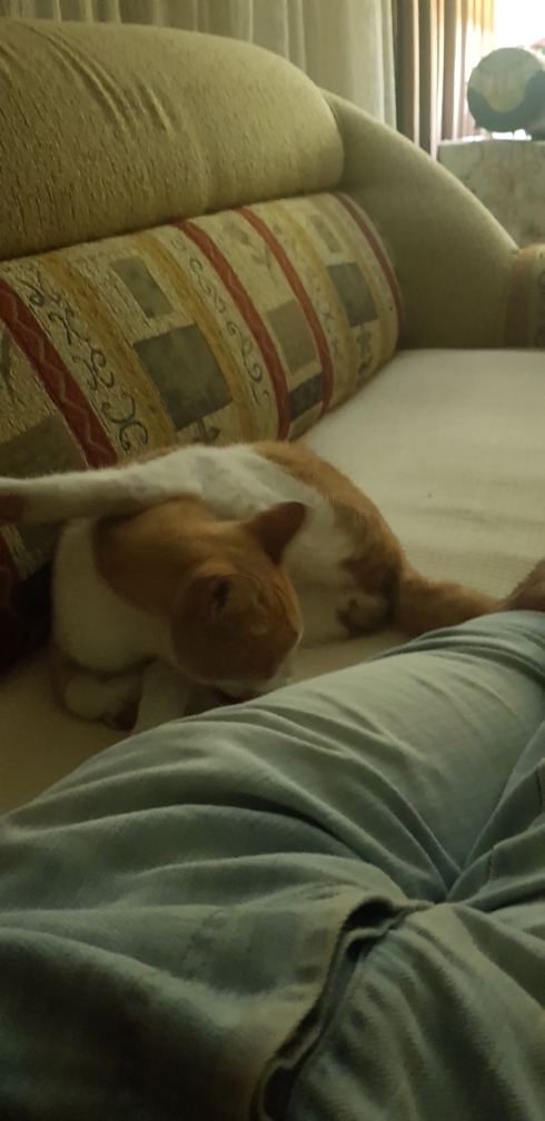 Serdar
