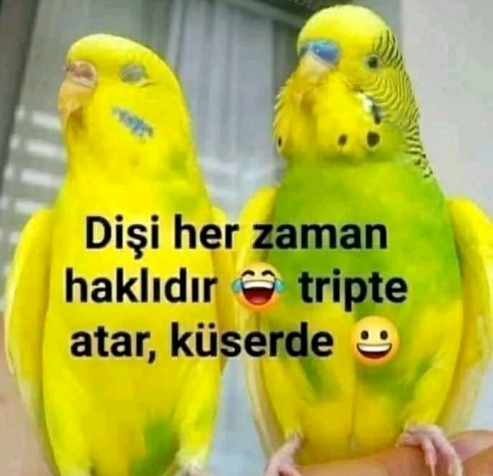 Sevda