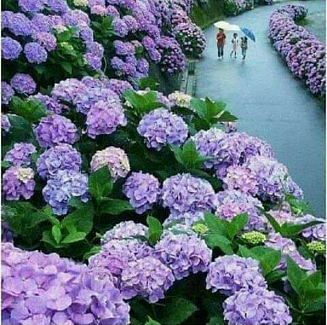 Pınar