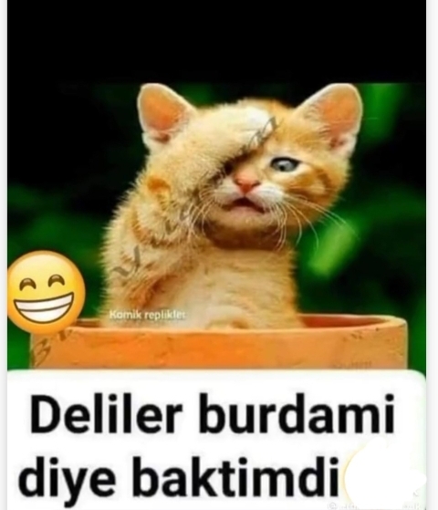 Aynur