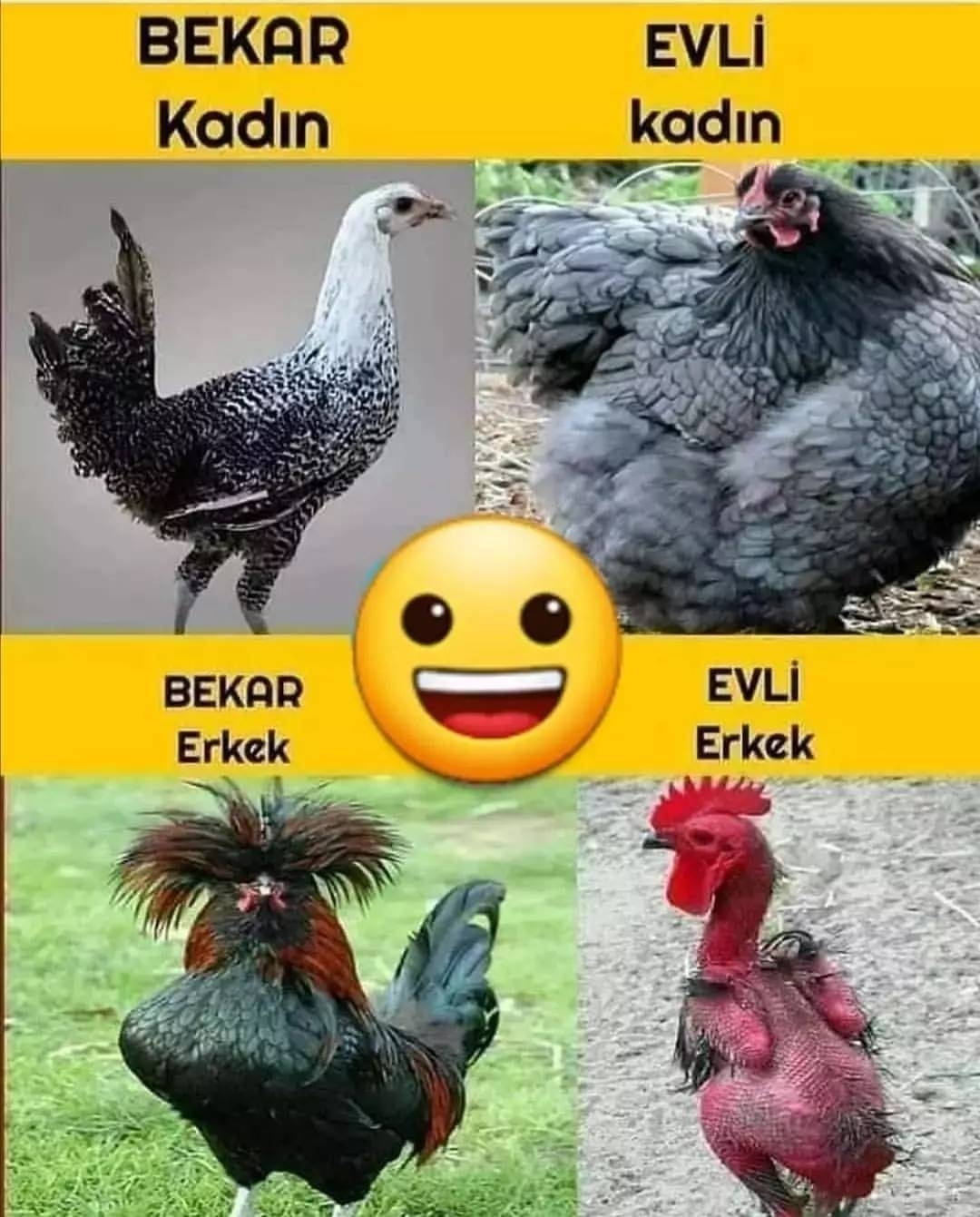 Serdar