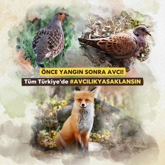 Yavuz