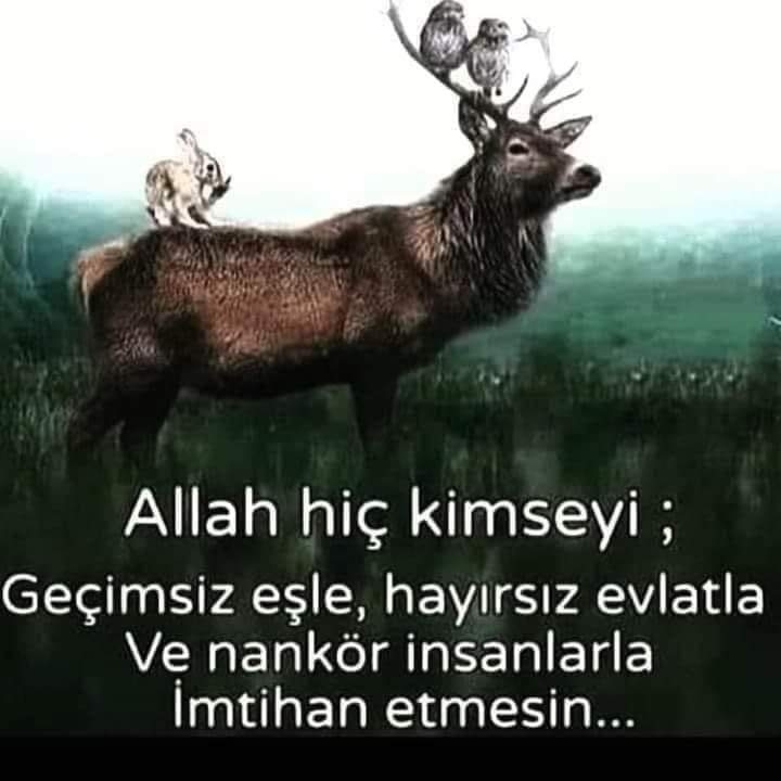 Mahmut