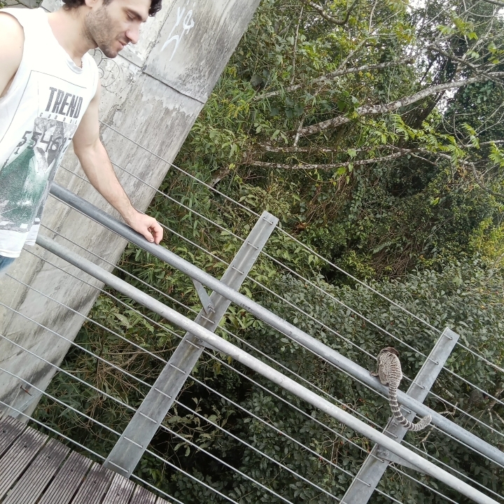 Gileade