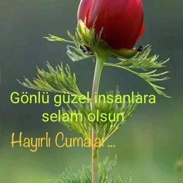 Tamer