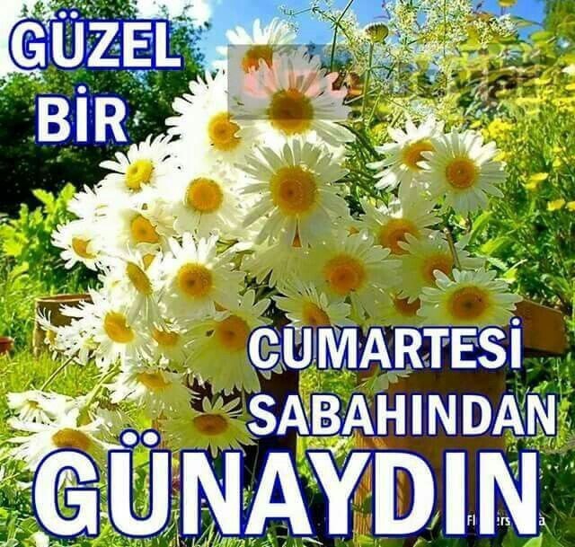 Melek