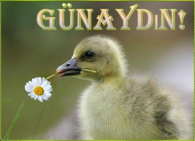 Serdar
