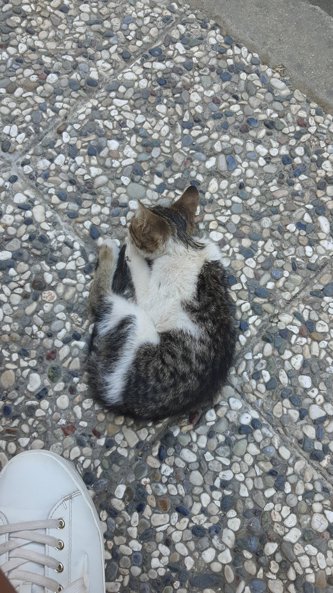 Gonca