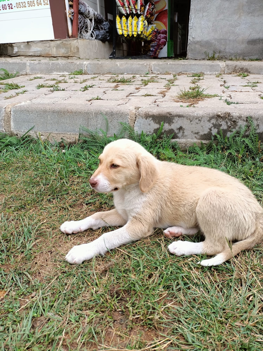 Aysun