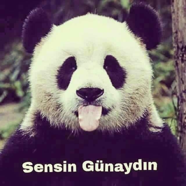 Serdar