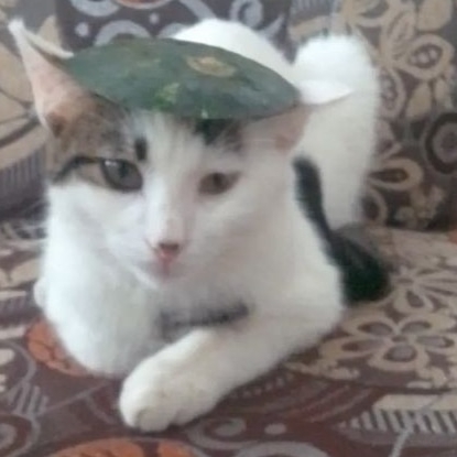 Feride
