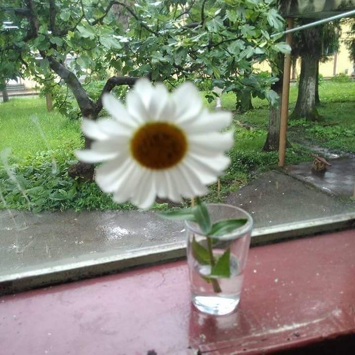 Şerif