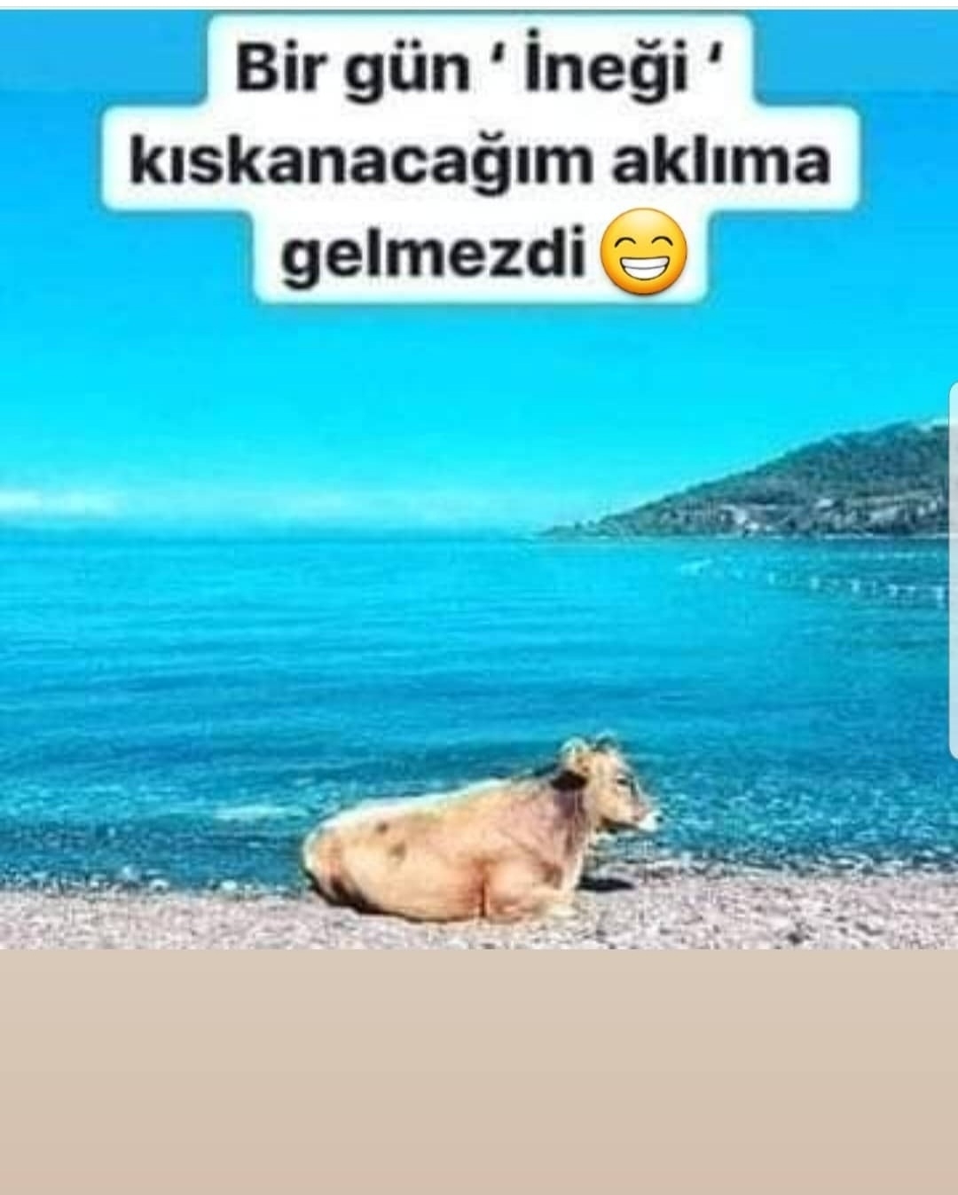 Aynur