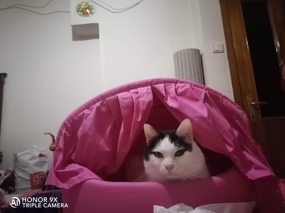 Nazlı