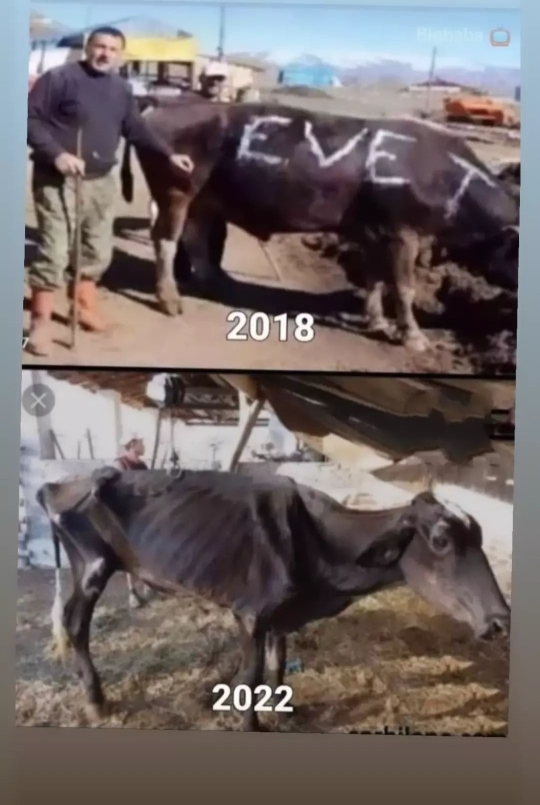 Pınar