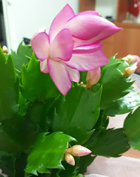Zuhra