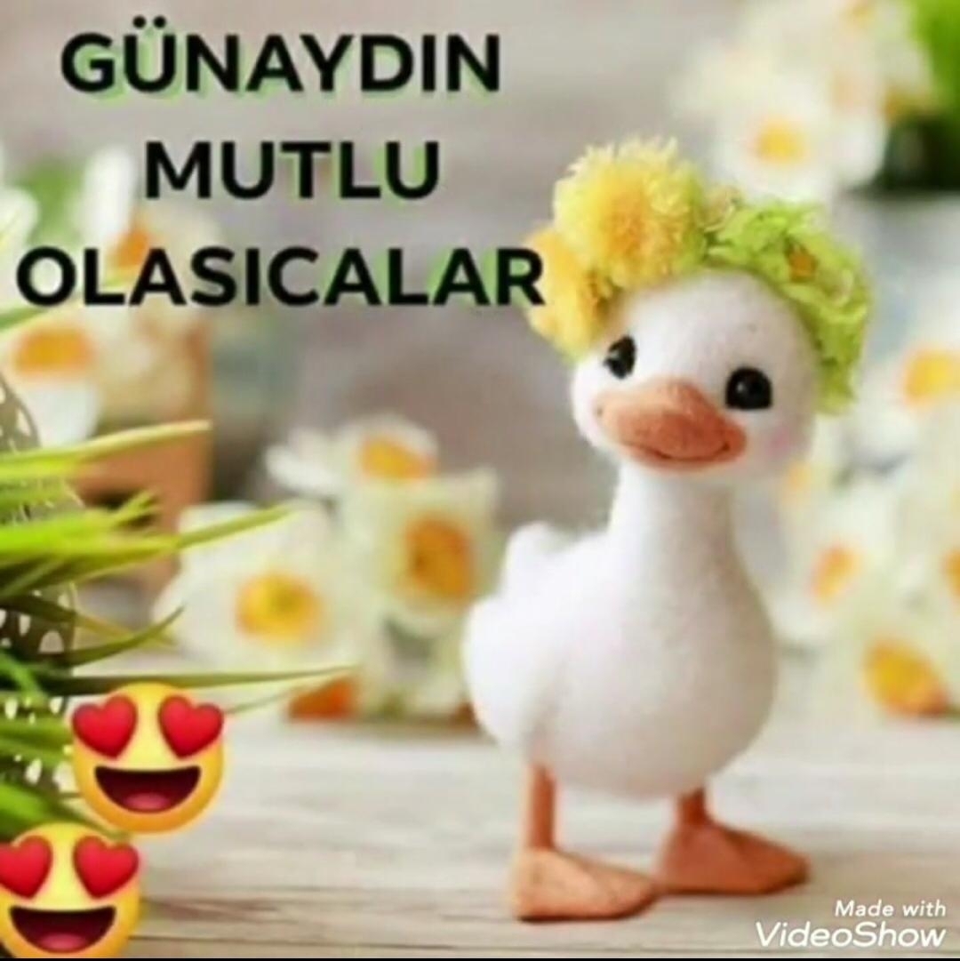 Aynur