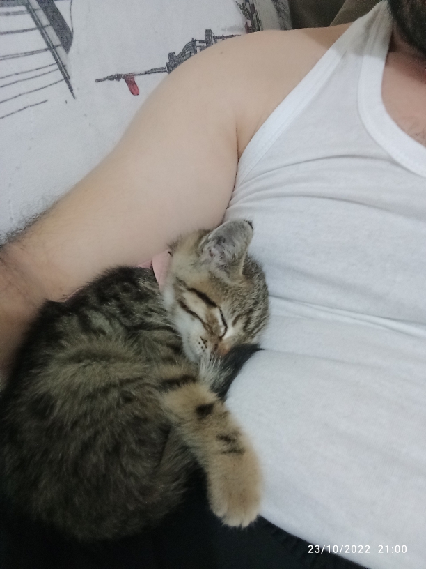 Varol