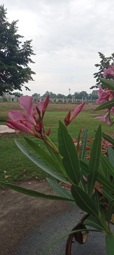 Sevil