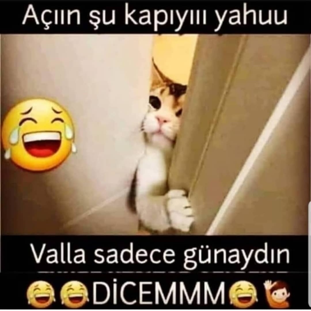 Aynur