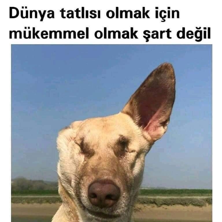 Serdar