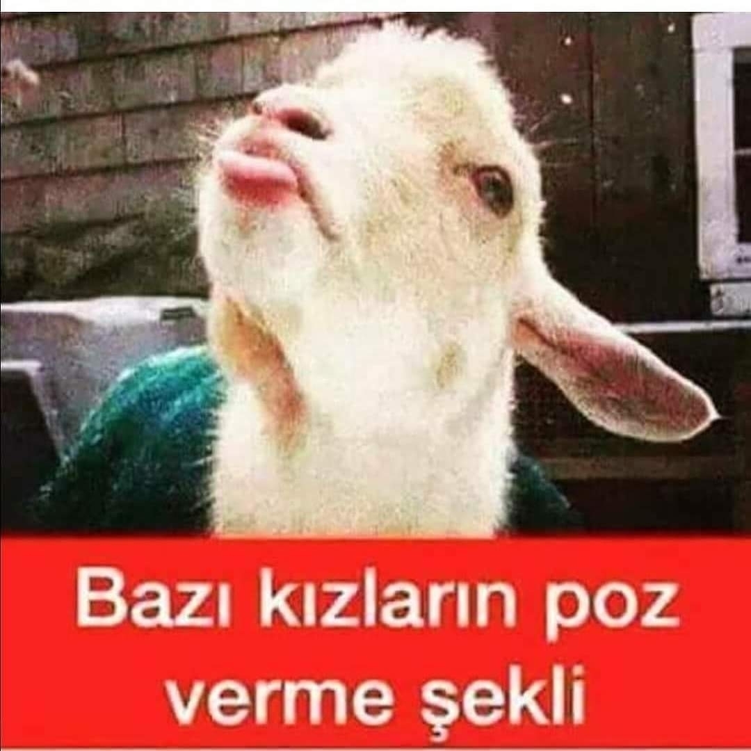 Serdar