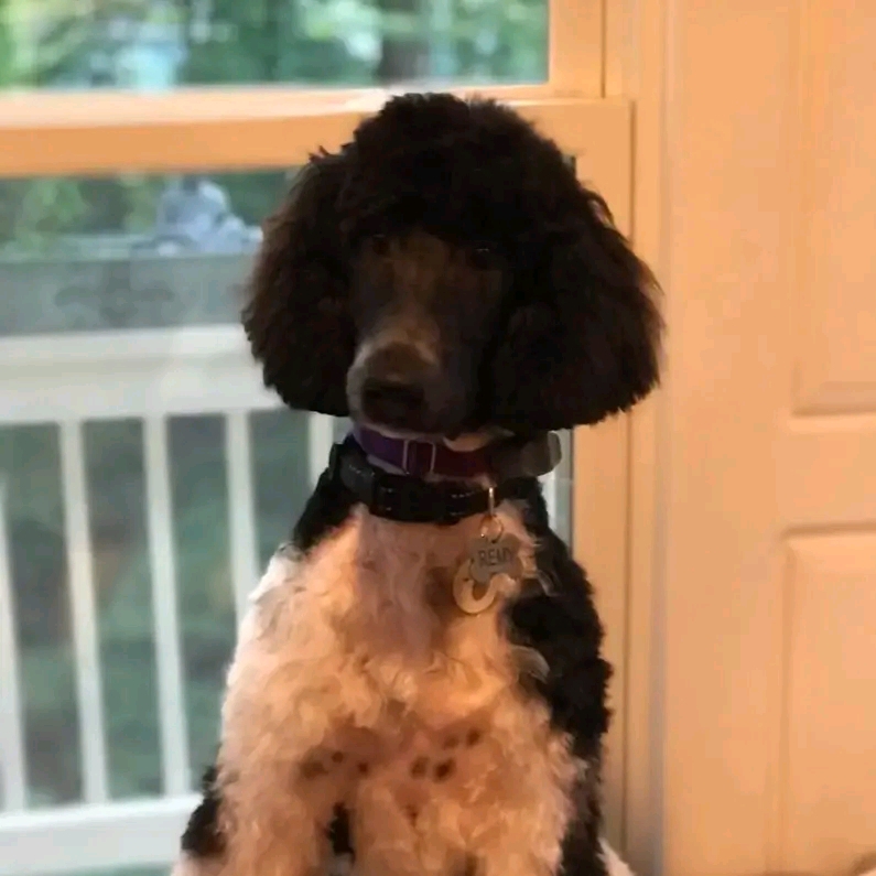 Rachel