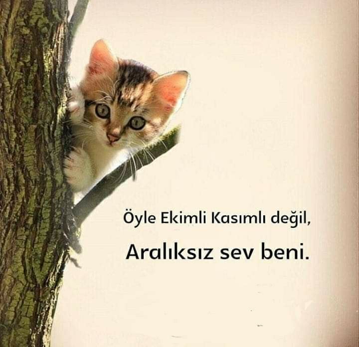 Ceyhun