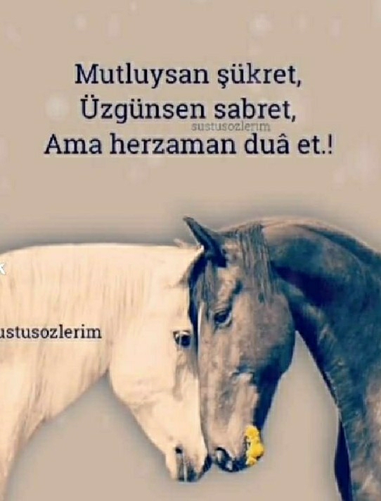 Süheyla