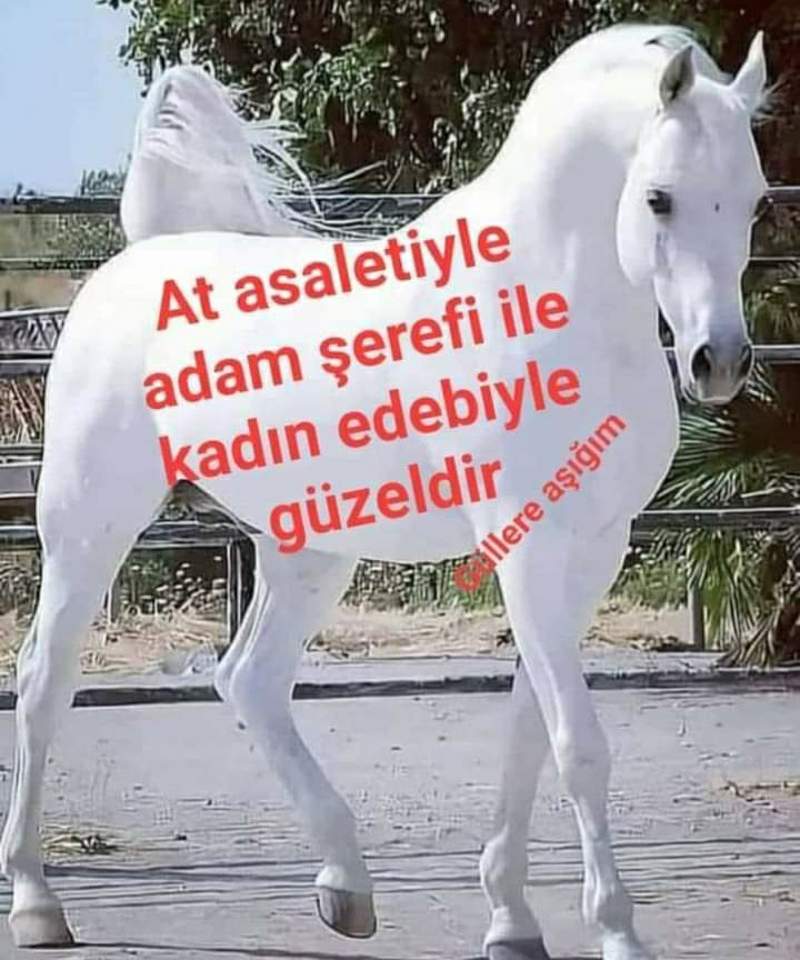 Melek