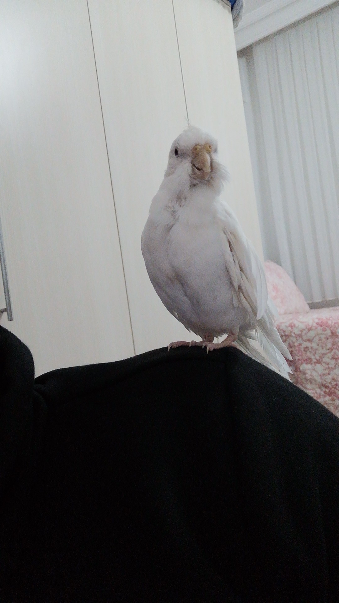 Erol