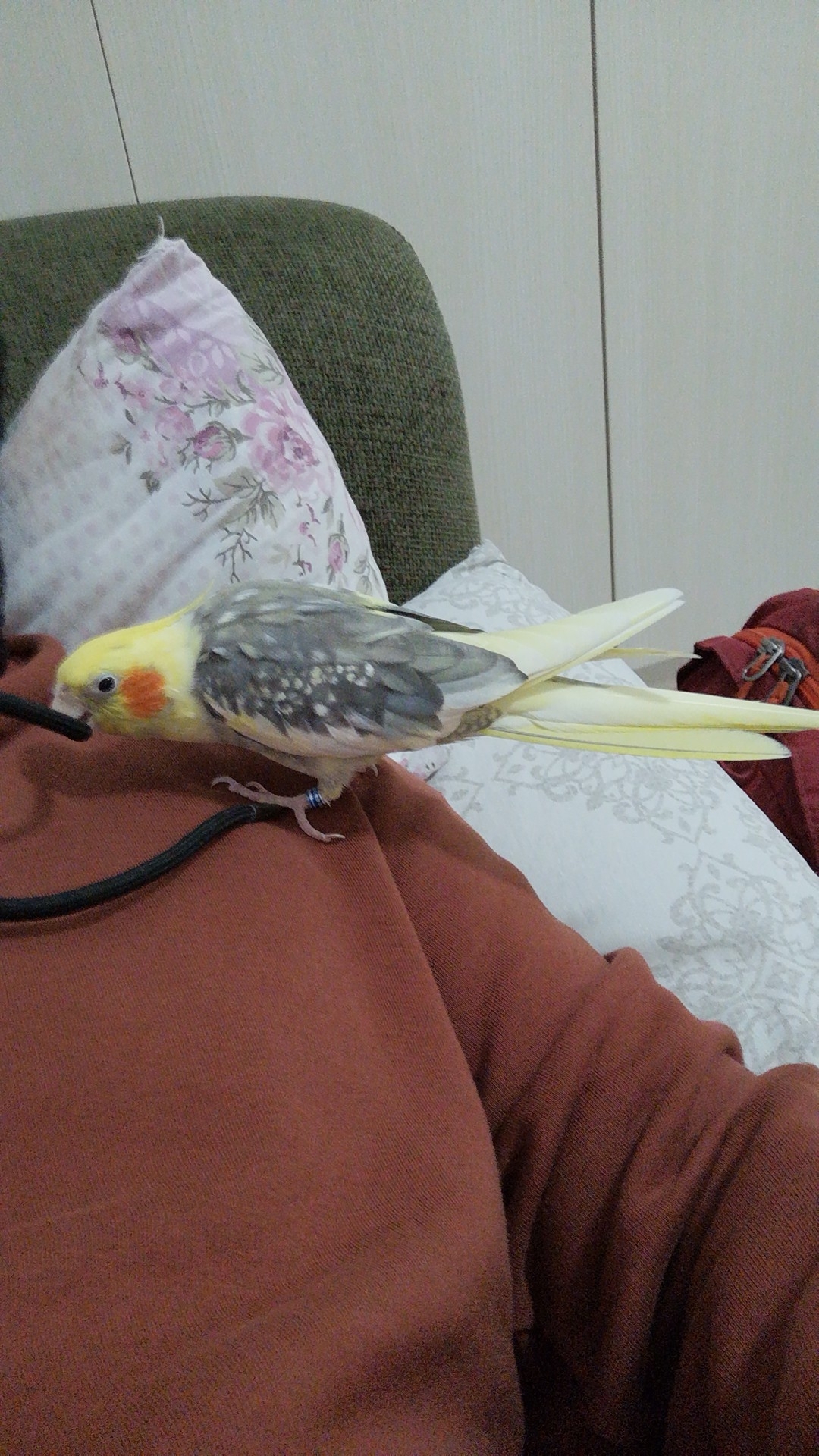 Erol