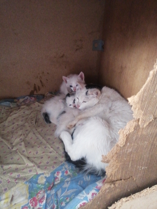 Mustafa