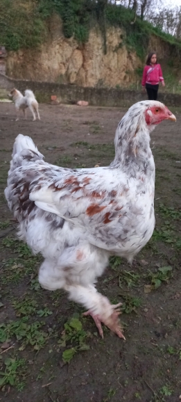 Muammer
