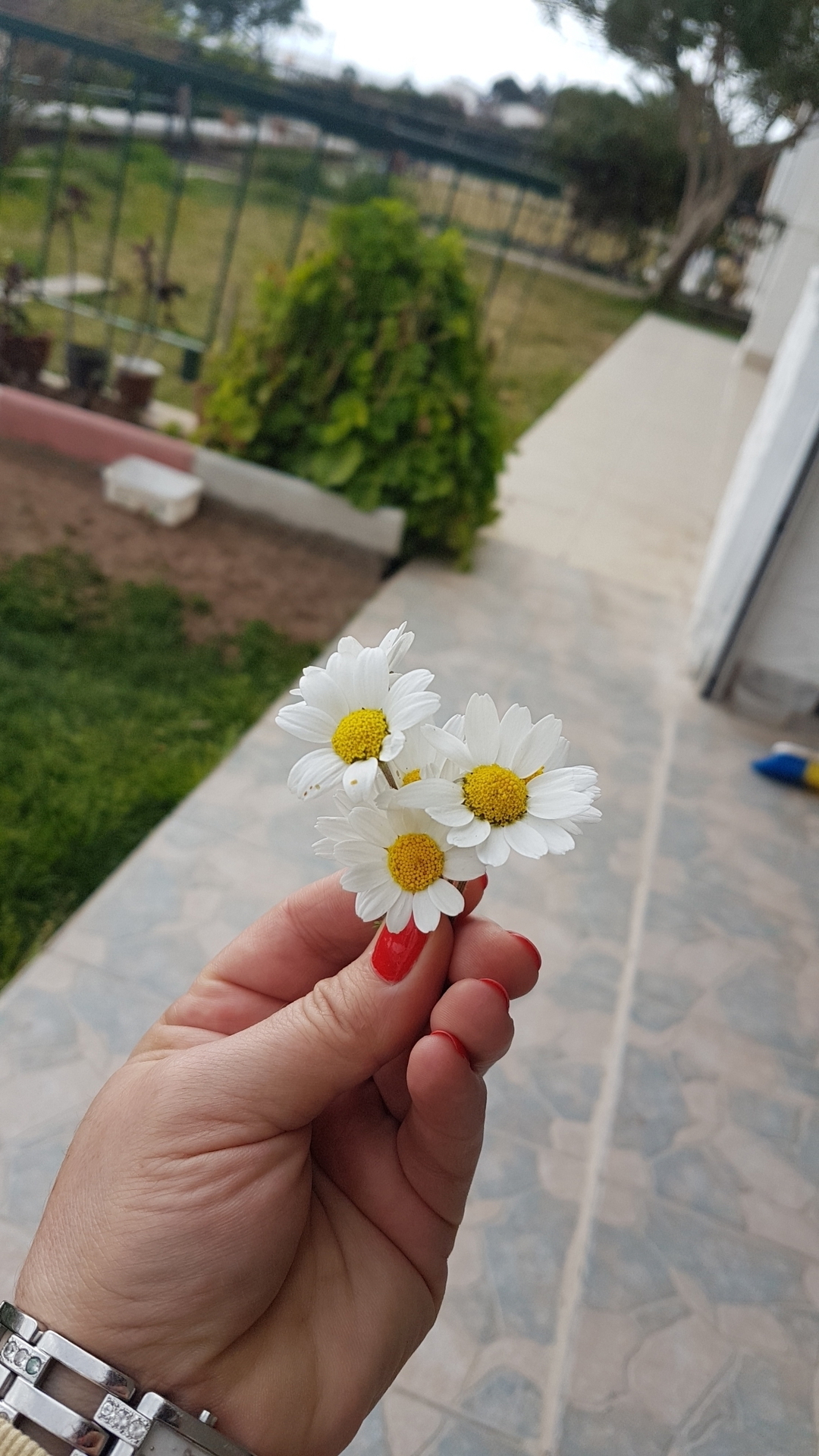Nur