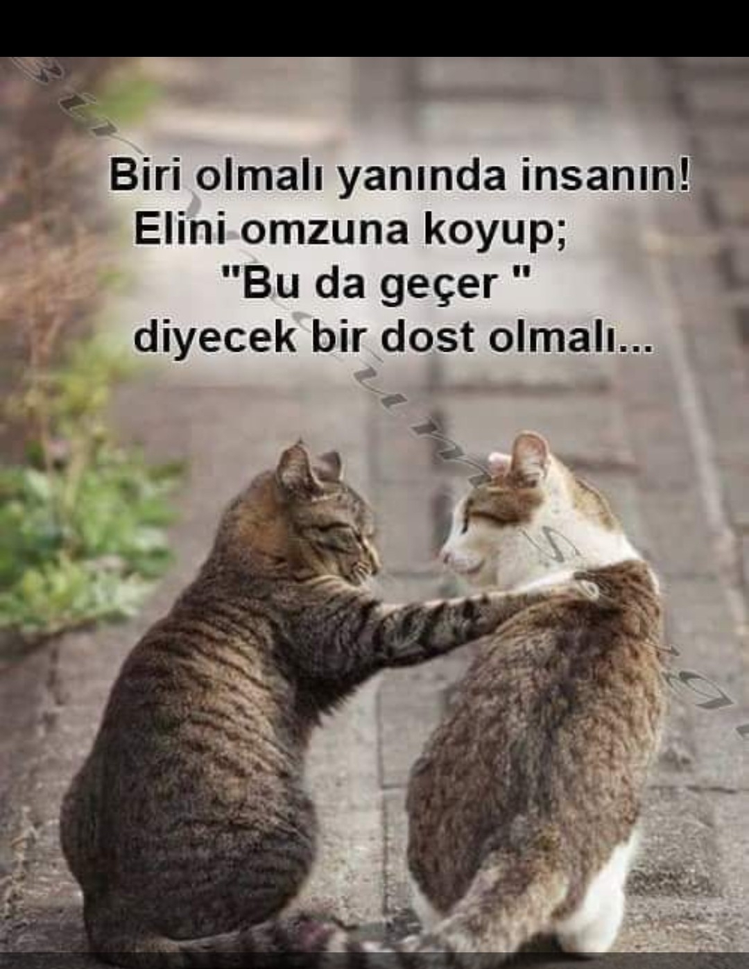 Suat